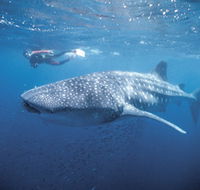 Swim with the Whale Sharks - Attractions Perth