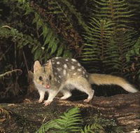 Tarkine Forest Reserve - Attractions Perth