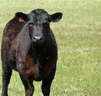 Denham Farm Beef and Lamb - Attractions Perth
