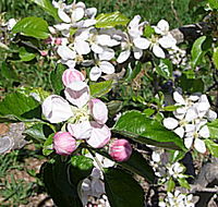 Avro Park Orchards - Attractions Perth