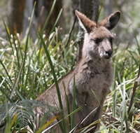 Blue Mountains Guides - Attractions Perth