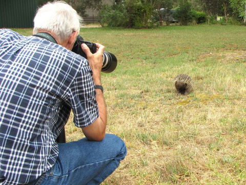 Echidna Walkabout Nature Tours - Attractions Perth 6