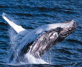 Australian Spirit Sailing Company - Attractions Perth 4