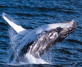 Australian Spirit Sailing Company - Attractions Perth 7