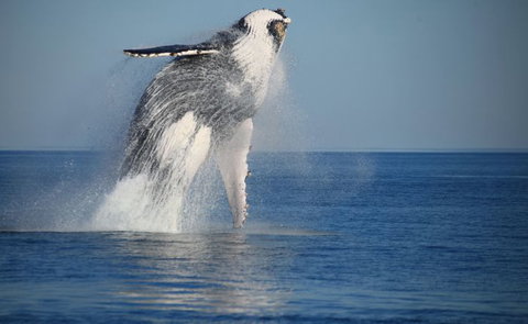 Absolute Ocean Charters - Attractions Perth 10