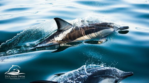 Dolphin Swim Australia - Attractions Perth 1