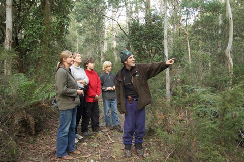 Great Western Tiers Forest Walks Tasmania - Attractions Perth 1