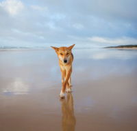 Fraser Island Adventure Tours - Attractions Perth