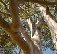 Lindsay Pryor Walk Australian National University - Attractions Perth