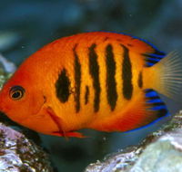Cairns Marine - Attractions Perth
