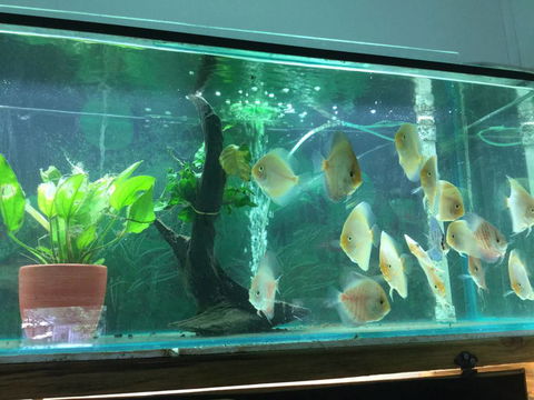 True Blue Aquariums - Attractions Perth 1