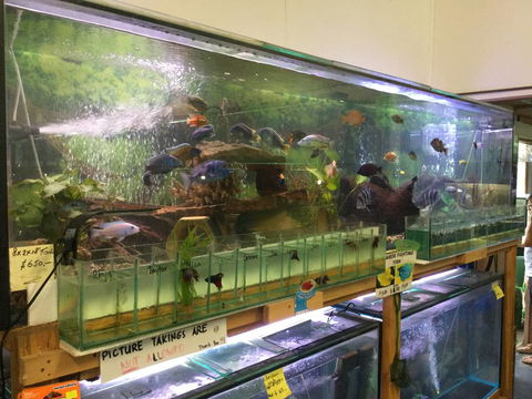 True Blue Aquariums - Attractions Perth 2