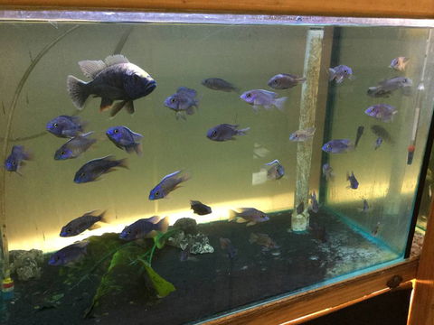 True Blue Aquariums - Attractions Perth 3