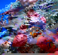 Tropical Marine Centre - Attractions Perth