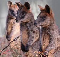 Canberra Wildlife Encounters at Tidbinbilla Nature Reserve - Attractions Perth