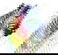 Rainbow Zebra - 65 Northbourne 7.30-9.30pm - Attractions Perth