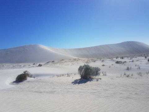 Pinnacles Desert, Koalas And Sandboarding 4WD Day Tour From Perth - Attractions Perth 2