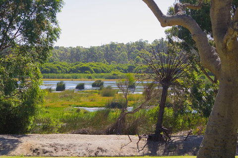 Pinnacles And Yanchep National Park Day Trip From Perth Including Lobster Shack Lunch And Sandboarding - Attractions Perth 10
