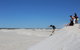 Pinnacles And Yanchep National Park Day Trip From Perth Including Lobster Shack Lunch And Sandboarding - thumb 4