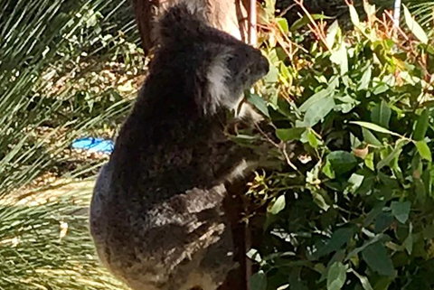 Pinnacles And Yanchep National Park Day Trip From Perth Including Lobster Shack Lunch And Sandboarding - Attractions Perth 6