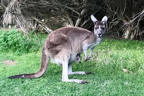 Pinnacles And Yanchep National Park Day Trip From Perth Including Lobster Shack Lunch And Sandboarding - Attractions Perth 8