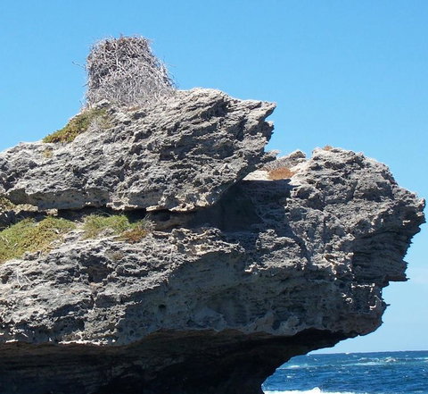 Rottnest Island Tour From Perth Or Fremantle Including Adventure Speed Boat Ride - Attractions Perth 7