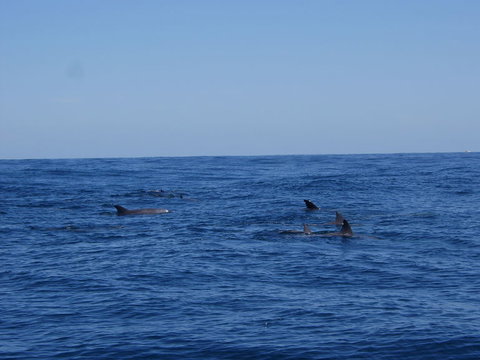 Rottnest Island Tour From Perth Or Fremantle Including Adventure Speed Boat Ride - Attractions Perth 6