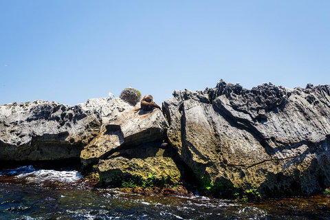 Rottnest Island Tour From Perth Or Fremantle Including Adventure Speed Boat Ride - Attractions Perth 9