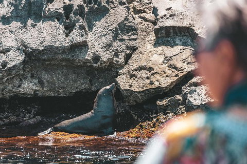 Rottnest Island Tour From Perth Or Fremantle Including Adventure Speed Boat Ride - Attractions Perth 14