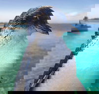 Full-Day Penguin Island  Fremantle Town - Attractions Perth