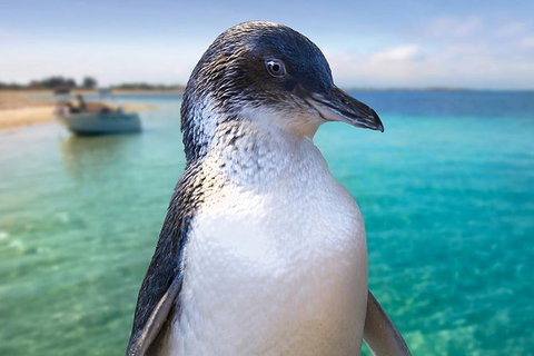 Full-Day Penguin Island & Fremantle Town - Attractions Perth 0