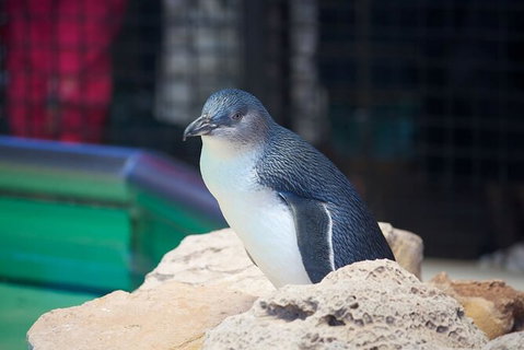 Full-Day Penguin Island & Fremantle Town - Attractions Perth 5