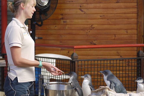 Full-Day Penguin Island & Fremantle Town - Attractions Perth 6