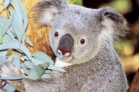Perth Zoo General Entry Ticket And Sightseeing Cruise - Attractions Perth 0