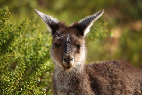Pinnacles Sunset Dinner And Wildlife Experience A Small Group Tour - Attractions Perth 6