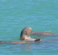 Snubfin Dolphin Eco Cruise from Broome - Attractions Perth