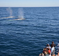 Blue Whale Perth Canyon Expedition - Attractions Perth