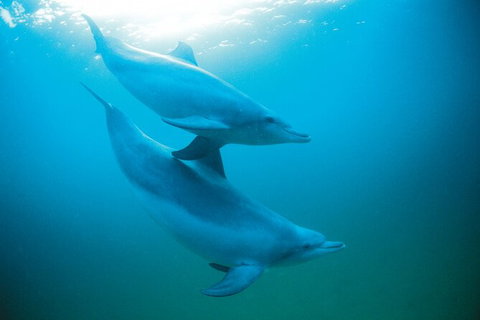 Half-Day Mandurah Canals & Dolphin Watch Tour - Attractions Perth 6