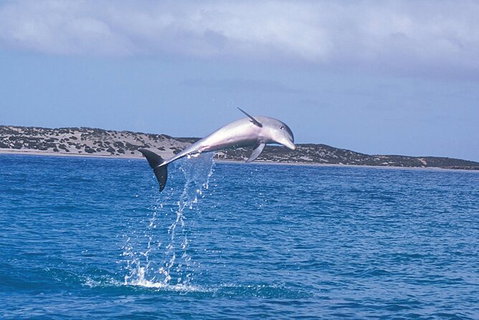 Half-Day Mandurah Canals & Dolphin Watch Tour - Attractions Perth 7