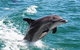 Half-Day Mandurah Canals & Dolphin Watch Tour - thumb 2