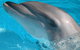 Half-Day Mandurah Canals & Dolphin Watch Tour - thumb 5