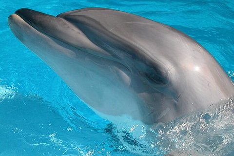Half-Day Mandurah Canals & Dolphin Watch Tour - Attractions Perth 5