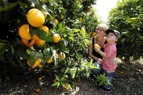 Half-Day Swan Valley Walk & Fruit Orchard - Attractions Perth 1
