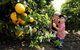 Half-Day Swan Valley Walk & Fruit Orchard - thumb 5