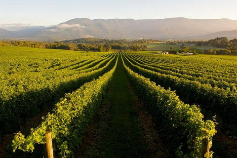 Half-Day Swan Valley Walk & Fruit Orchard - Attractions Perth 2