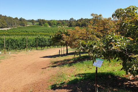 Half-Day Swan Valley Walk & Fruit Orchard - Attractions Perth 8