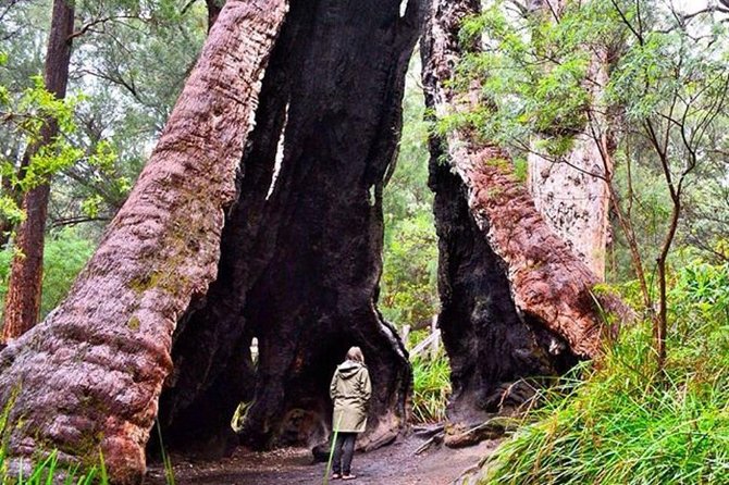 Margaret River Wineries Caves Ocean and Karri - Air  Ground Tour Perth