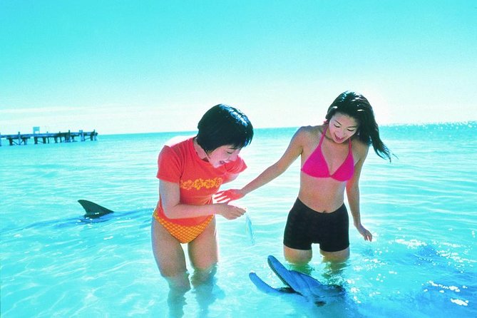 Monkey Mia Dolphins  Shark Bay Air Tour From Perth Perth