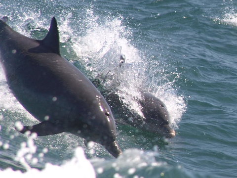 Swim With Dolphins Day Trip From Perth - Attractions Perth 2