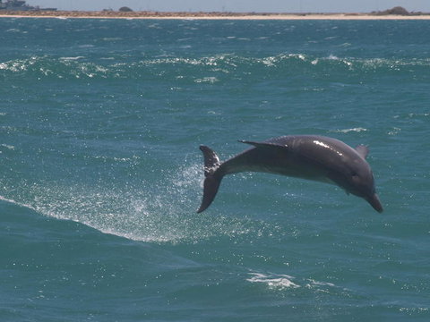 Swim With Dolphins Day Trip From Perth - Attractions Perth 3